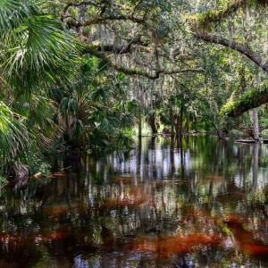 Experience the Wonders of Myakka River State Park