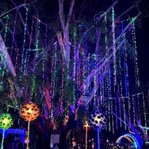 Lights In Bloom Opens Tonight at Selby Gardens