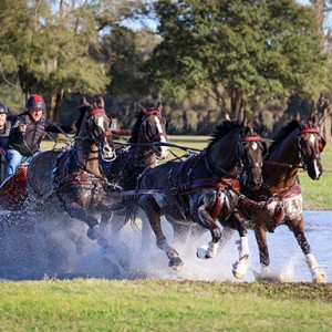 An Unforgettable Day at the Combined Driving Event at TerraNova